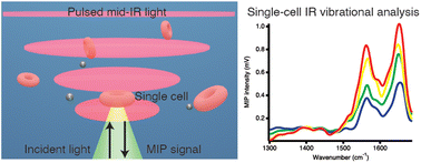 Graphical abstract: Single-cell infrared vibrational analysis by optical trapping mid-infrared photothermal microscopy