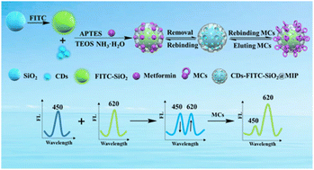 Graphical abstract: A dummy molecularly imprinted ratiometric fluorescence nanosensor for the sensitive detection of guanidyl-microcystins in environmental water