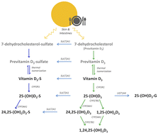Graphical abstract: Determination of vitamin D3 conjugated metabolites: a complementary view on hydroxylated metabolites