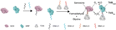 Graphical abstract: The enhancement of enzyme cascading via tetrahedral DNA framework modification