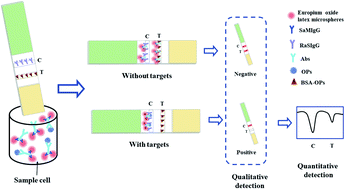 Graphical abstract: Broad-specificity time-resolved fluorescent immunochromatographic strip for simultaneous detection of various organophosphorus pesticides based on indirect probe strategy
