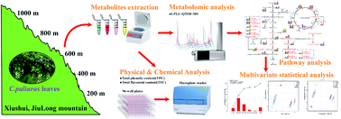 Graphical abstract: Nontargeted metabolomics coupled with multivariate modelling techniques for discrimination of Cyclocarya paliurus (Batal.) Ijinskaja leaves from different geographic altitudes