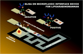 Graphical abstract: Simple manipulation of enzyme-linked immunosorbent assay (ELISA) using an automated microfluidic interface