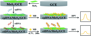 Graphical abstract: An electrochemical biosensor based on few-layer MoS2 nanosheets for highly sensitive detection of tumor marker ctDNA