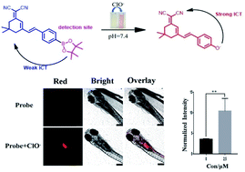 Graphical abstract: A NIR fluorescent probe for the specific detection of hypochlorite and its application in vitro and in vivo
