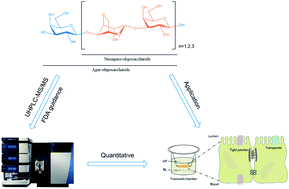 Graphical abstract: Simultaneous quantification of marine neutral neoagaro-oligosaccharides and agar-oligosaccharides by the UHPLC-MS/MS method: application to the intestinal transport study by using the Caco-2 cell monolayer