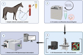 Graphical abstract: Optical photothermal infrared spectroscopy can differentiate equine osteoarthritic plasma extracellular vesicles from healthy controls