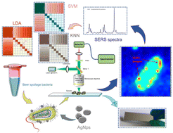 Graphical abstract: Rapid detection of beer spoilage bacteria based on label-free SERS technology