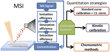 Graphical abstract: A review on quantitation-related factors and quantitation strategies in mass spectrometry imaging of small biomolecules