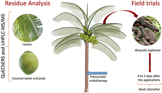 Graphical abstract: Study of insecticide translocation in coconut palm trees after using pressurized endotherapy