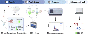 Graphical abstract: Combination of RT-LAMP and fluorescence spectroscopy using chemometric techniques for an ultra-sensitive and rapid alternative for the detection of SARS-CoV-2