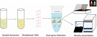 Graphical abstract: Rapid detection of HPV16/18 based on a CRISPR-Cas13a/Cas12a dual-channel system