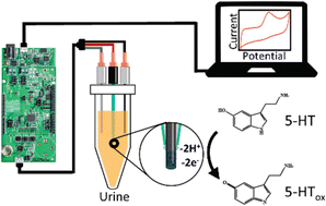 Graphical abstract: A portable electrochemical sensing platform for serotonin detection based on surface-modified carbon fiber microelectrodes