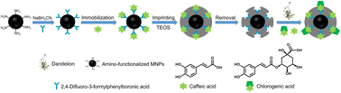 Graphical abstract: pH-Responsive epitope-imprinted magnetic nanoparticles for selective separation and extraction of chlorogenic acid and caffeic acid in traditional Chinese medicines
