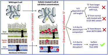 Graphical abstract: Escherichia coli response to subinhibitory concentrations of colistin: insights from a study of membrane dynamics and morphology