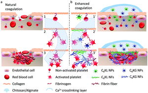 Graphical abstract: Biomimetic peptide nanoparticles participate in natural coagulation for hemostasis and wound healing