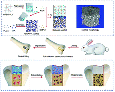 Graphical abstract: Bionic biphasic composite scaffolds with osteochondrogenic factors for regeneration of full-thickness osteochondral defects