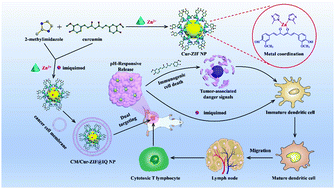 Graphical abstract: Curcumin doped zeolitic imidazolate framework nanoplatforms as multifunctional nanocarriers for tumor chemo/immunotherapy