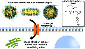 Graphical abstract: Biocompatible polymer-modified gold nanocomposites of different shapes as radiation sensitizers
