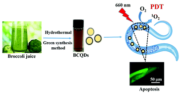 Graphical abstract: Green synthesis of broccoli-derived carbon quantum dots as effective photosensitizers for the PDT effect testified in the model of mutant Caenorhabditis elegans