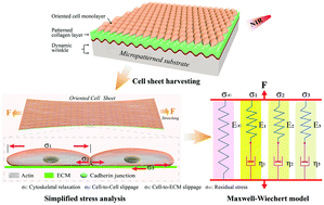 Graphical abstract: Mechanical behavior of biomimetic oriented cell sheets from a perspective of living materials