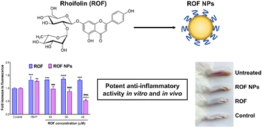 Graphical abstract: Rhoifolin loaded in PLGA nanoparticles alleviates oxidative stress and inflammation in vitro and in vivo
