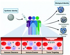 Graphical abstract: Nanoparticle personalized biomolecular corona: implications of pre-existing conditions for immunomodulation and cancer