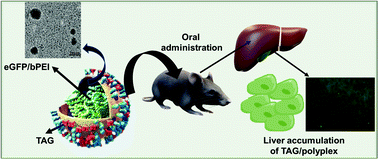 Graphical abstract: Bile acid linked β-glucan nanoparticles for liver specific oral delivery of biologics