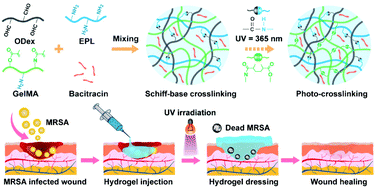 Graphical abstract: An injectable double network hydrogel with hemostasis and antibacterial activity for promoting multidrug-resistant bacteria infected wound healing