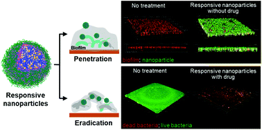 Graphical abstract: Bacteria-responsive biopolymer-coated nanoparticles for biofilm penetration and eradication