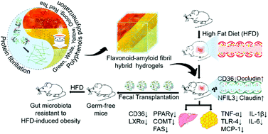 Graphical abstract: Flavonoid–amyloid fibril hybrid hydrogels for obesity control via the construction of gut microbiota