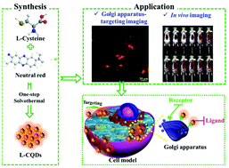 Graphical abstract: Orange-emissive carbon quantum dots for ligand-directed Golgi apparatus-targeting and in vivo imaging