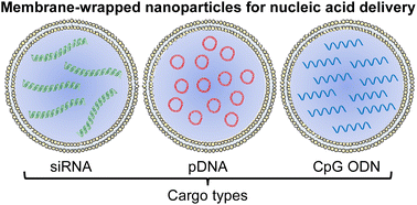 Graphical abstract: Membrane-wrapped nanoparticles for nucleic acid delivery