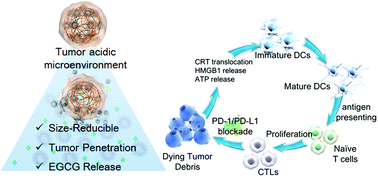 Graphical abstract: A phenolic based tumor-permeated nano-framework for immunogenic cell death induction combined with PD-L1 immune checkpoint blockade
