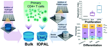 Graphical abstract: Enhanced human T cell expansion with inverse opal hydrogels
