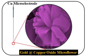 Graphical abstract: Gold-dispersed hierarchical flower-like copper oxide microelectrodes for the sensitive detection of glucose and lactic acid in human serum and urine