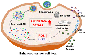 Graphical abstract: Tumor-targeting oxidative stress nanoamplifiers as anticancer nanomedicine with immunostimulating activity