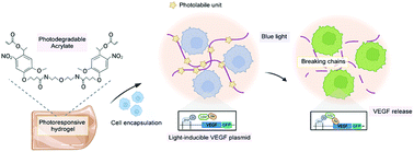 Graphical abstract: In situ microenvironment remodeling using a dual-responsive system: photodegradable hydrogels and gene activation by visible light
