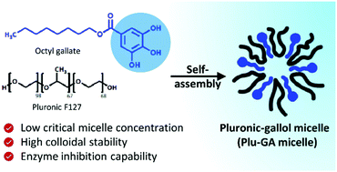 Graphical abstract: Plant-inspired Pluronic–gallol micelles with low critical micelle concentration, high colloidal stability, and protein affinity