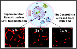 Graphical abstract: Mapping the time dependent DNA fragmentation caused by doxorubicin loaded on PEGylated carbogenic nanodots using fluorescence lifetime imaging and superresolution microscopy