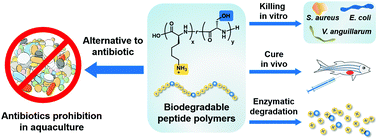 Graphical abstract: Biodegradable peptide polymers as alternatives to antibiotics used in aquaculture