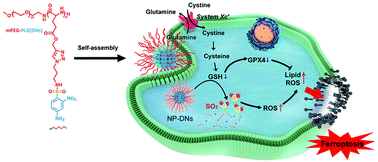 Graphical abstract: A glutathione-responsive sulfur dioxide polymer prodrug selectively induces ferroptosis in gastric cancer therapy