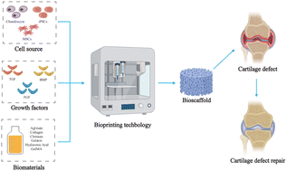 Graphical abstract: Application and development of 3D bioprinting in cartilage tissue engineering