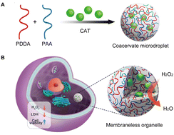 Graphical abstract: Enzyme-active liquid coacervate microdroplets as artificial membraneless organelles for intracellular ROS scavenging