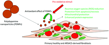 Graphical abstract: In vitro study of polydopamine nanoparticles as protective antioxidant agents in fibroblasts derived from ARSACS patients