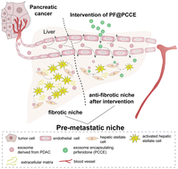Graphical abstract: Pirfenidone-loaded exosomes derived from pancreatic ductal adenocarcinoma cells alleviate fibrosis of premetastatic niches to inhibit liver metastasis