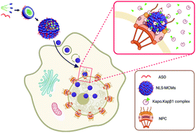 Graphical abstract: A self-assembling peptidic platform to boost the cellular uptake and nuclear delivery of oligonucleotides