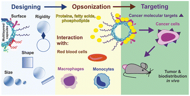 Graphical abstract: Structure–function relationships in polymeric multilayer capsules designed for cancer drug delivery