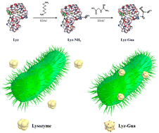 Graphical abstract: Enhanced antibacterial activity of surface re-engineered lysozyme against Gram-negative bacteria without accumulated resistance