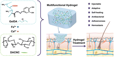 Graphical abstract: Biomass-derived ultrafast cross-linked hydrogels with double dynamic bonds for hemostasis and wound healing
